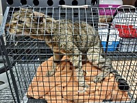 Tierambulanz Schweiz