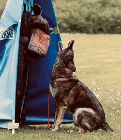 Tier-Ambulanz Schweiz