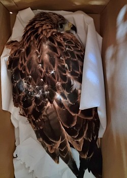 Verletzter Bussard
